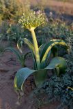 Allium caspium