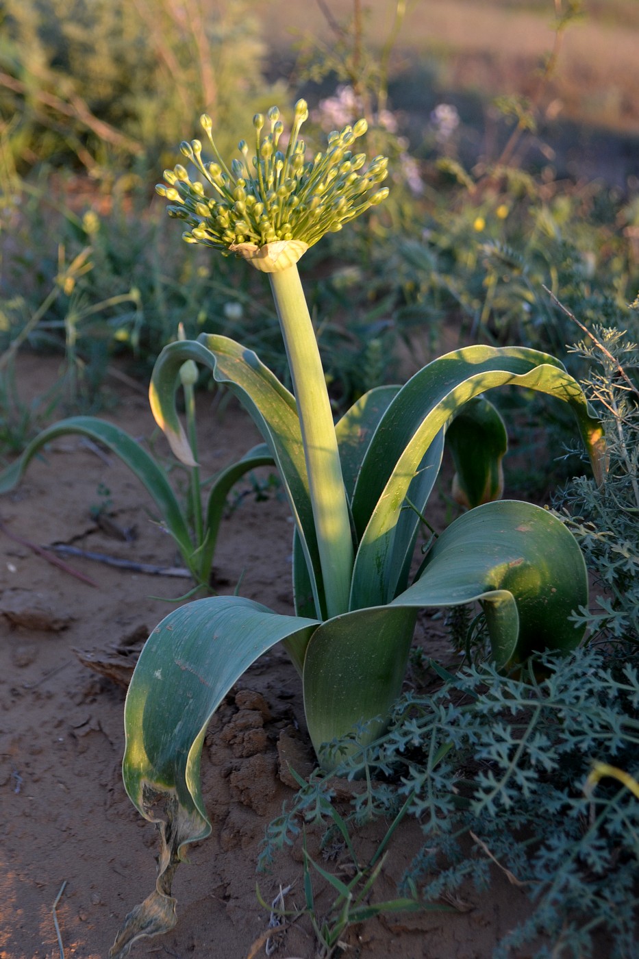 Изображение особи Allium caspium.