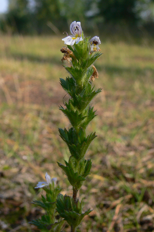 Image of Euphrasia hirtella specimen.