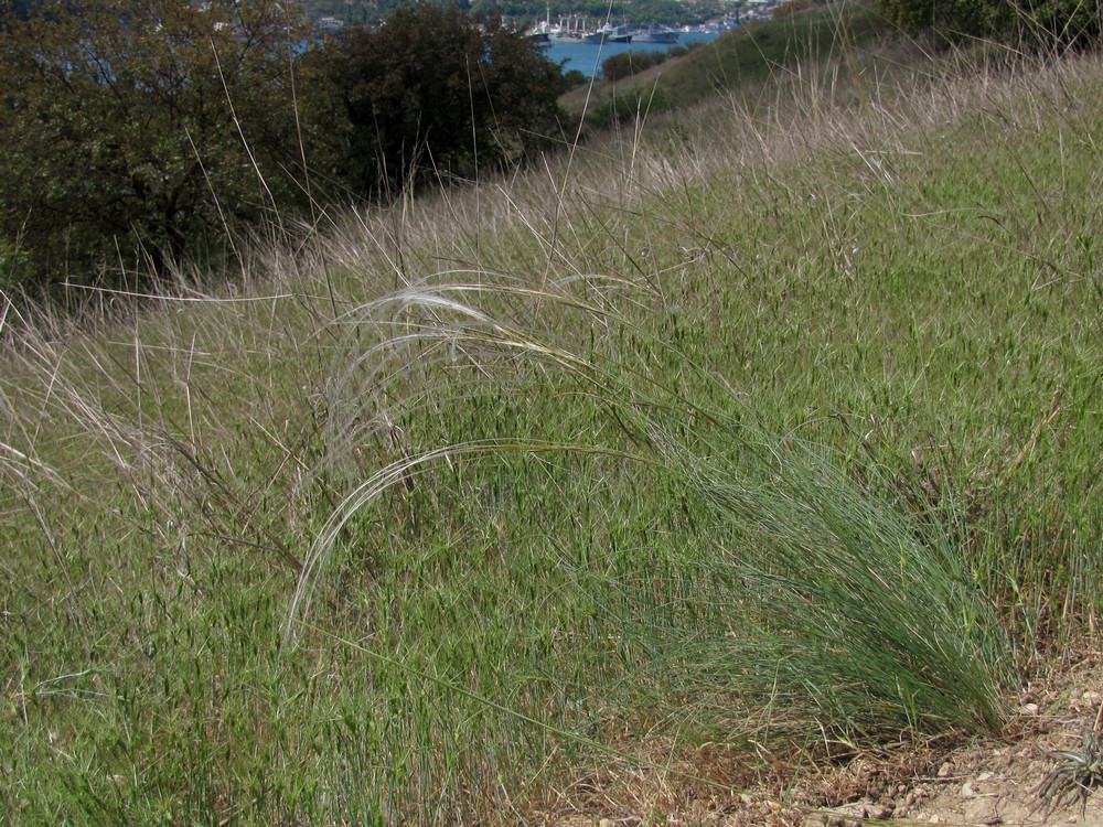 Изображение особи Stipa ucrainica.