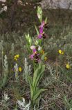 Ophrys × vallis-costae. Цветущее растение. Крым, окр. Феодосии, хр. Тепе-Оба, нарушенная степь в междурядьях искусственного леса из сосны крымской с примесью лиственных деревьев и кустарников. 10 мая 2016 г.