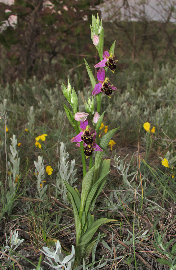 Изображение особи Ophrys &times; vallis-costae.