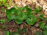 Asarum europaeum