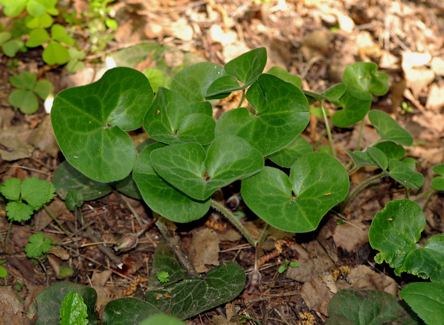 Изображение особи Asarum europaeum.