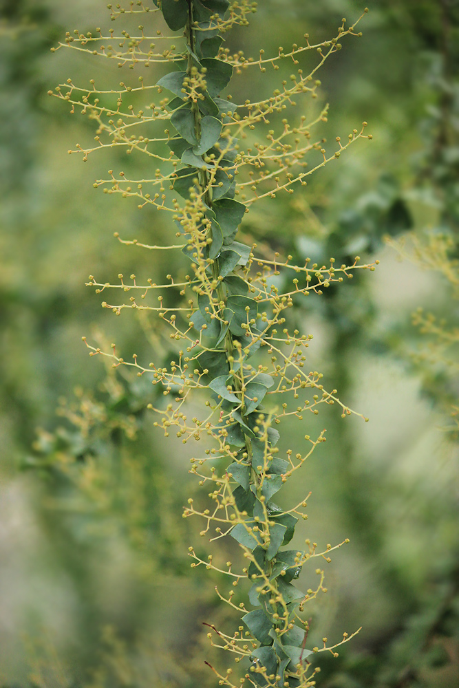 Image of Acacia pravissima specimen.