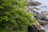 Cerasus maximowiczii. Часть кроны цветущего дерева. Приморский край, окр. г. Находка, скалистый склон у моря. 30.05.2016.