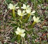 Gentiana oschtenica