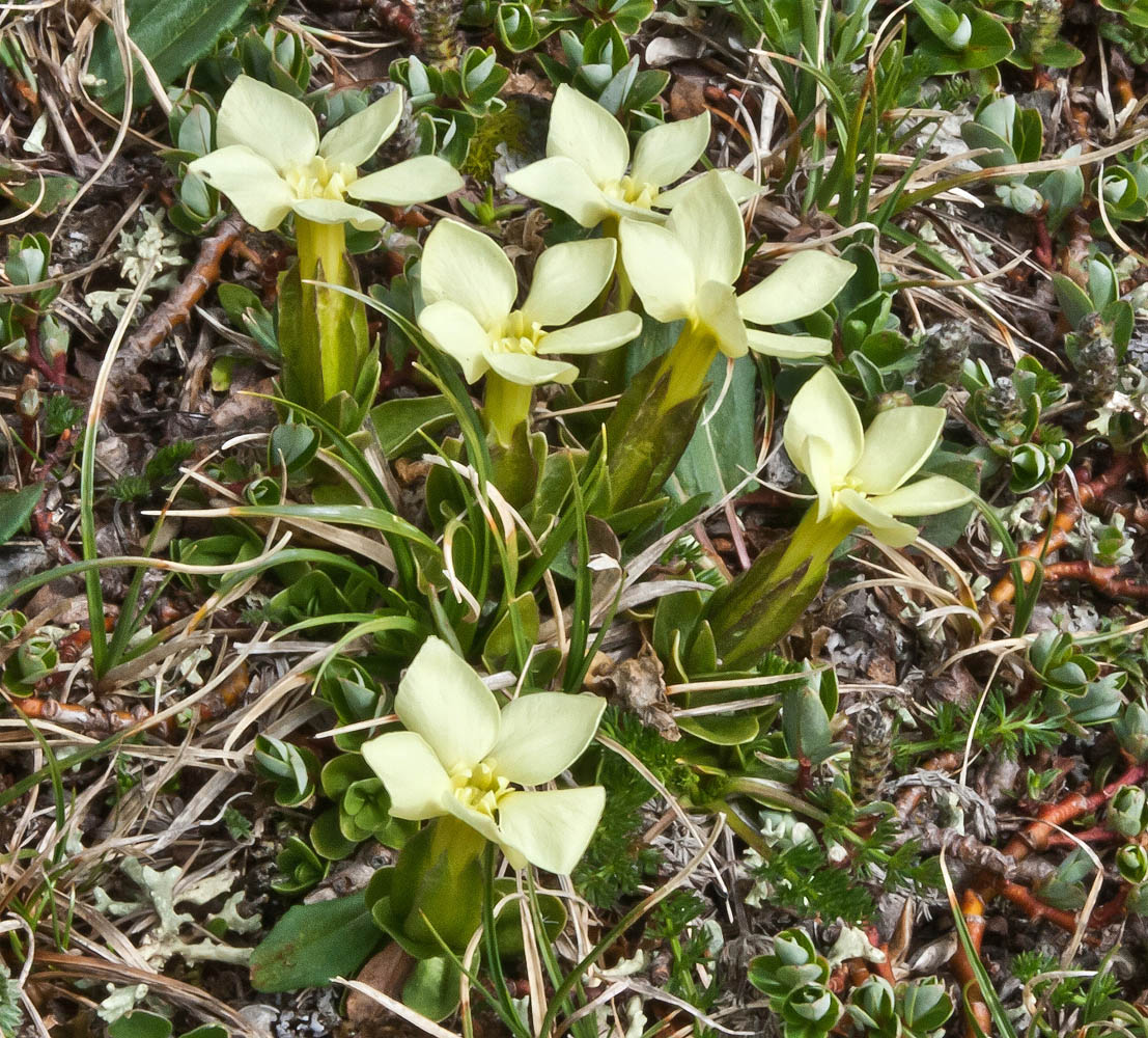 Image of Gentiana oschtenica specimen.