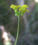 Draba sibirica. Соцветие. Белгородская обл., Губкинский р-н, запов. «Белогорье», Ямская степь. 13 июня 2009 г.