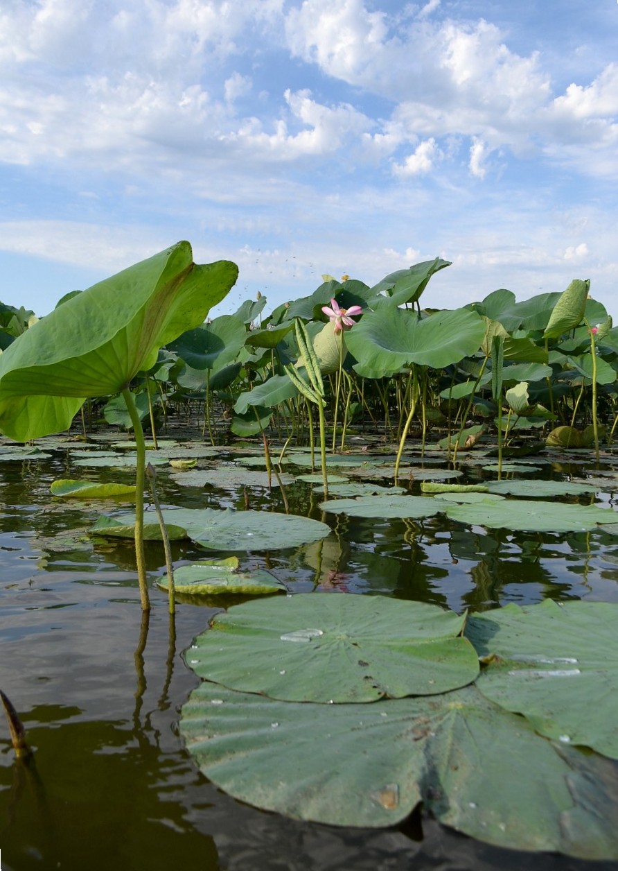 Изображение особи Nelumbo caspica.