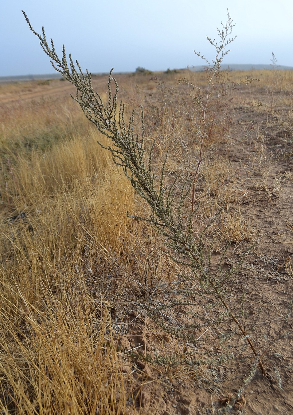 Изображение особи Sedobassia sedoides.