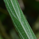 Ruellia simplex