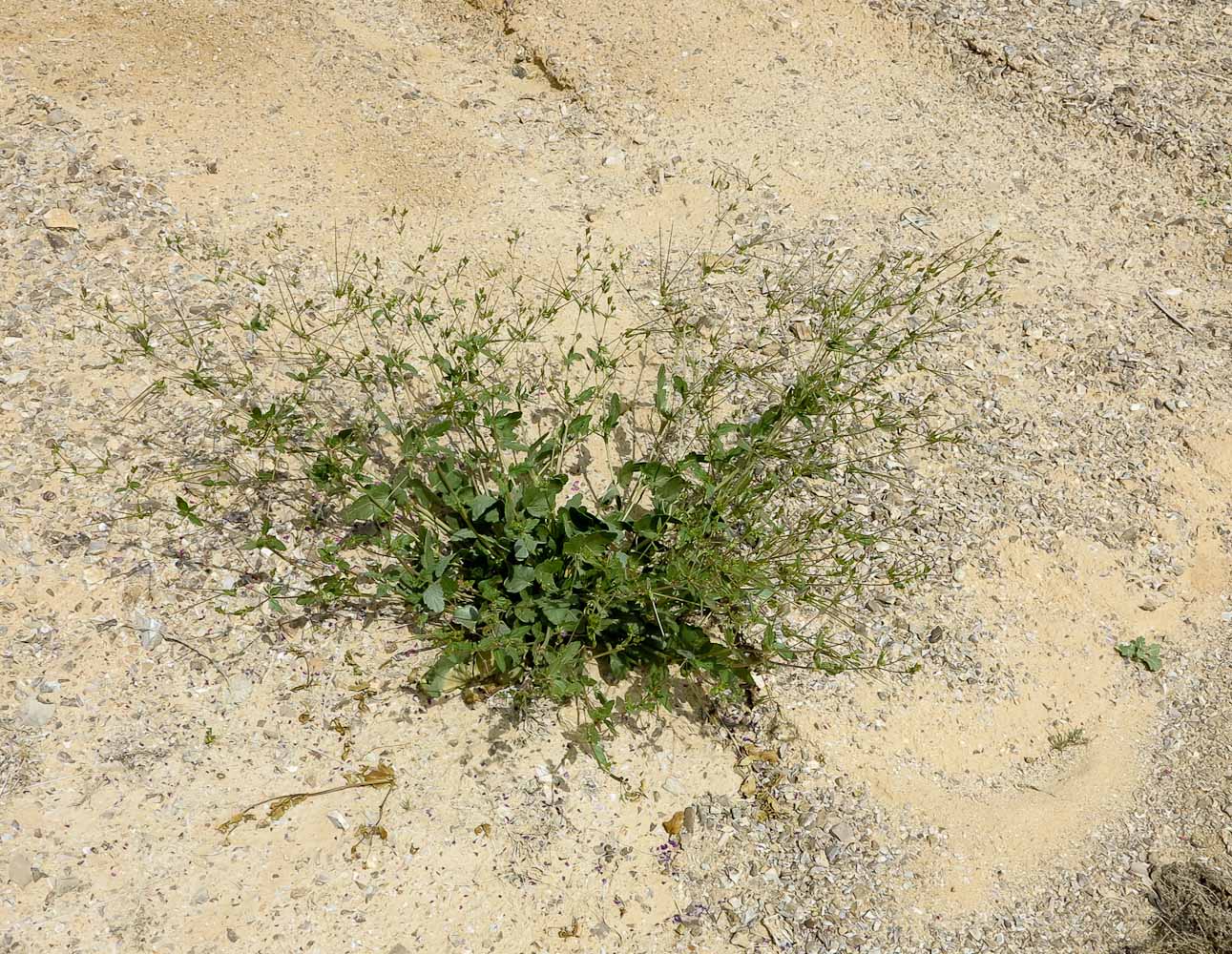 Image of Erodium oxyrhynchum specimen.