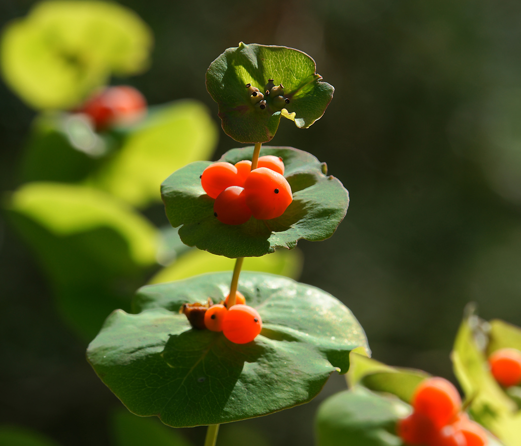Image of Lonicera caprifolium specimen.