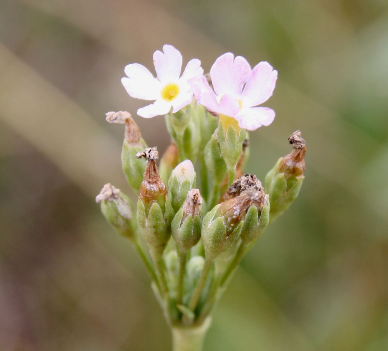 Изображение особи Primula serrata.