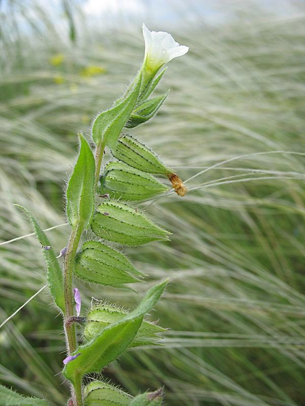 Image of Nonea lutea specimen.