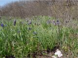 Fritillaria caucasica