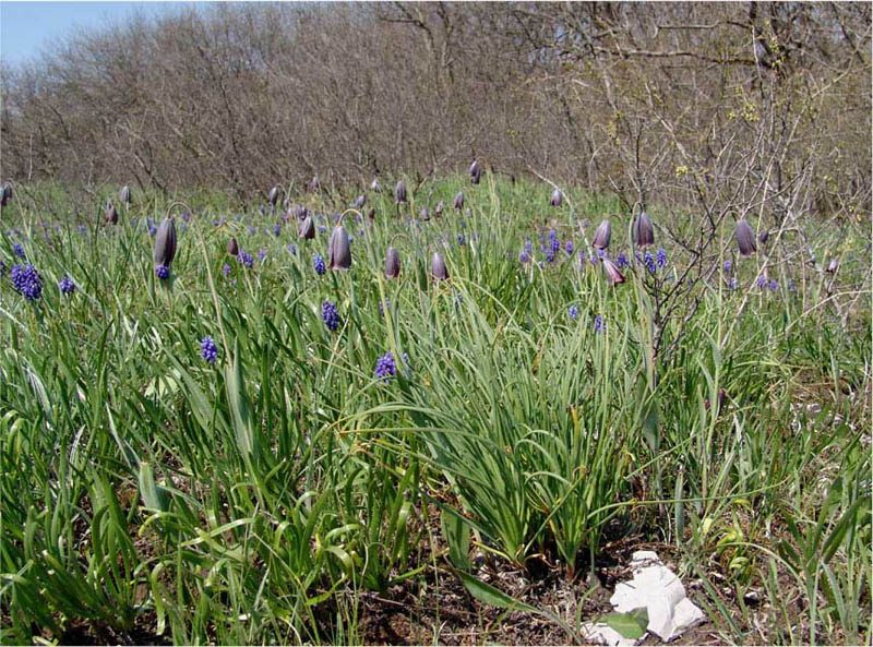 Изображение особи Fritillaria caucasica.