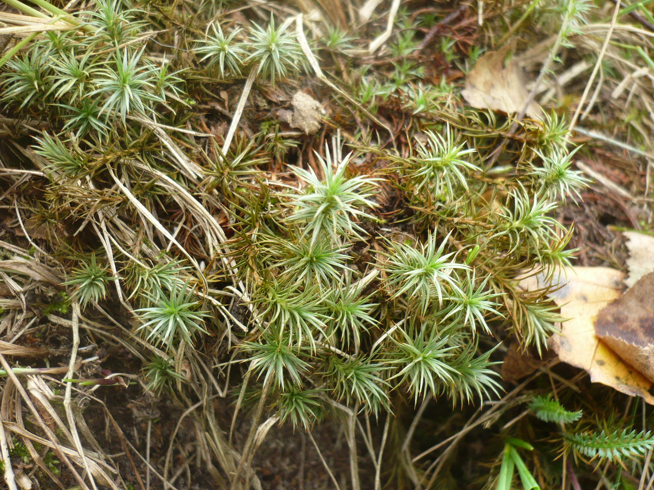 Изображение особи Polytrichum juniperinum.