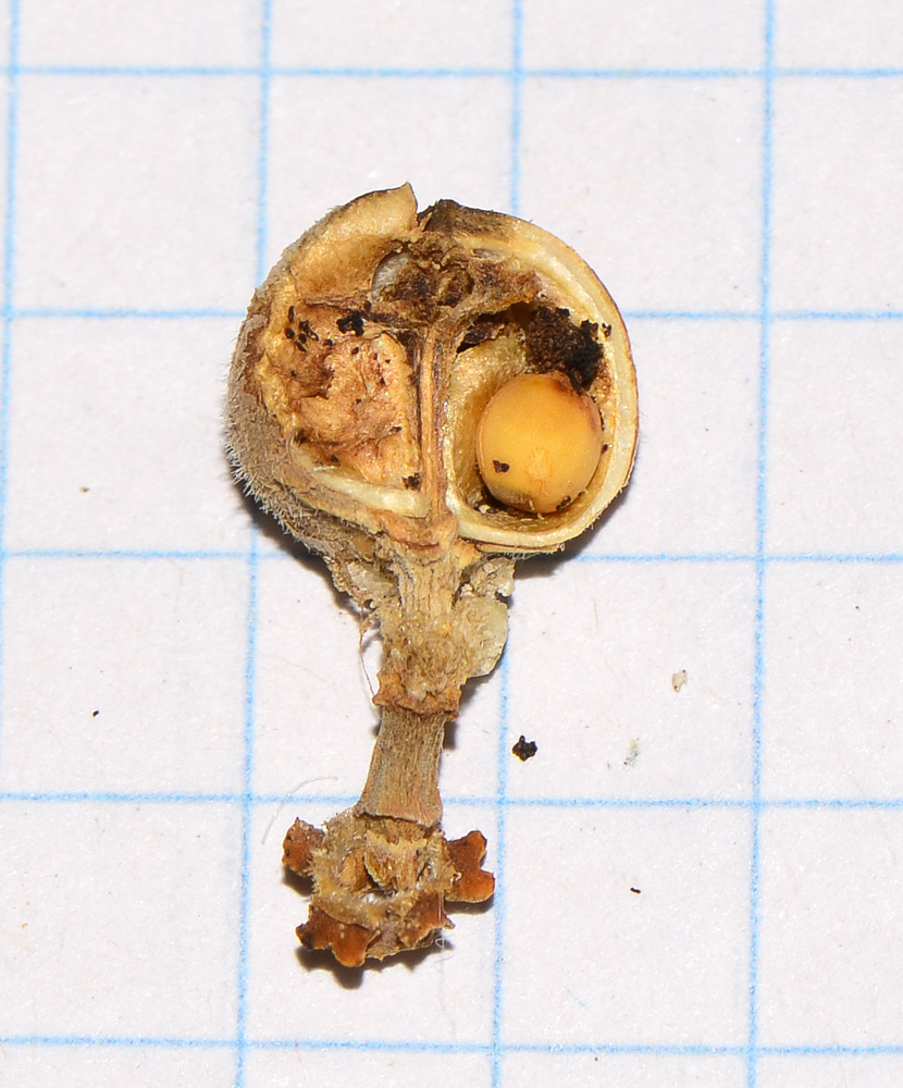 Image of Euphorbia balsamifera specimen.
