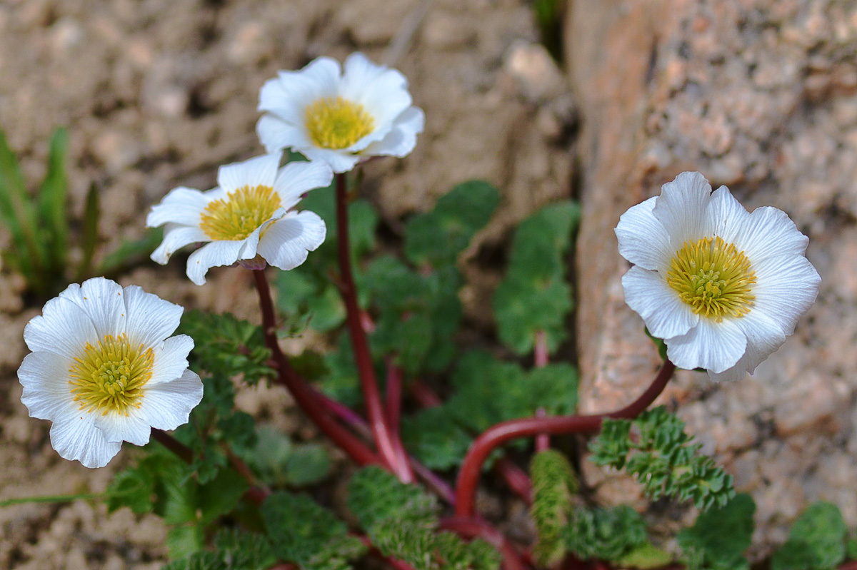 Image of Callianthemum alatavicum specimen.