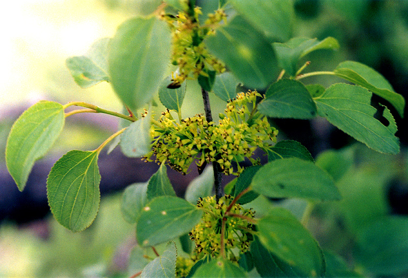 Изображение особи Rhamnus cathartica.