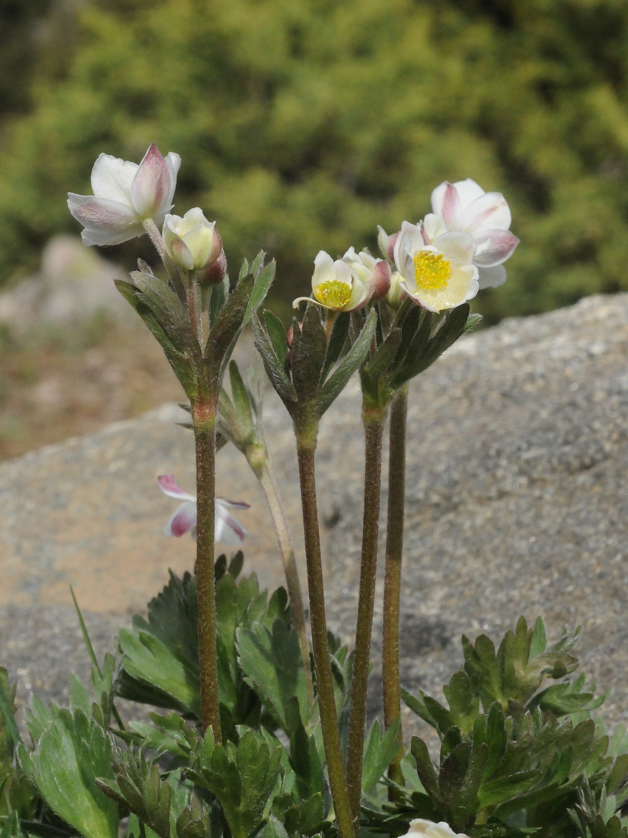 Изображение особи Anemonastrum protractum.