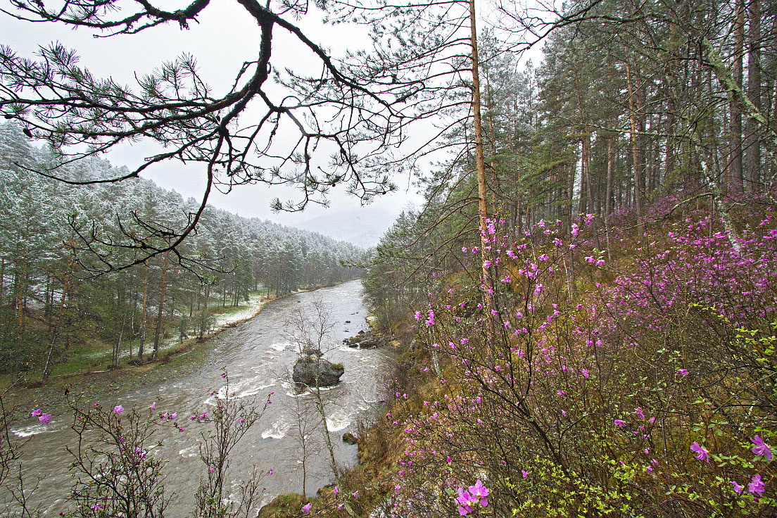 Изображение особи Rhododendron ledebourii.