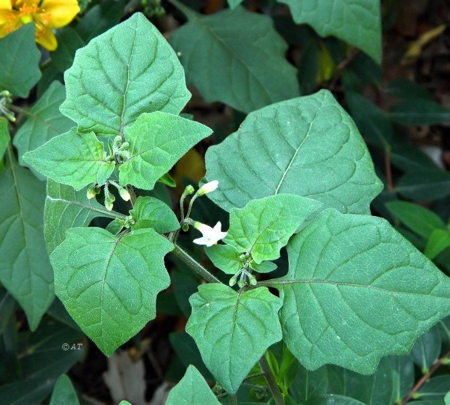 Image of Solanum nigrum specimen.