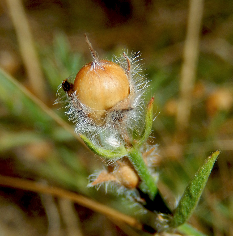 Image of Convolvulus cantabrica specimen.