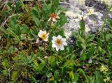 Dryas caucasica