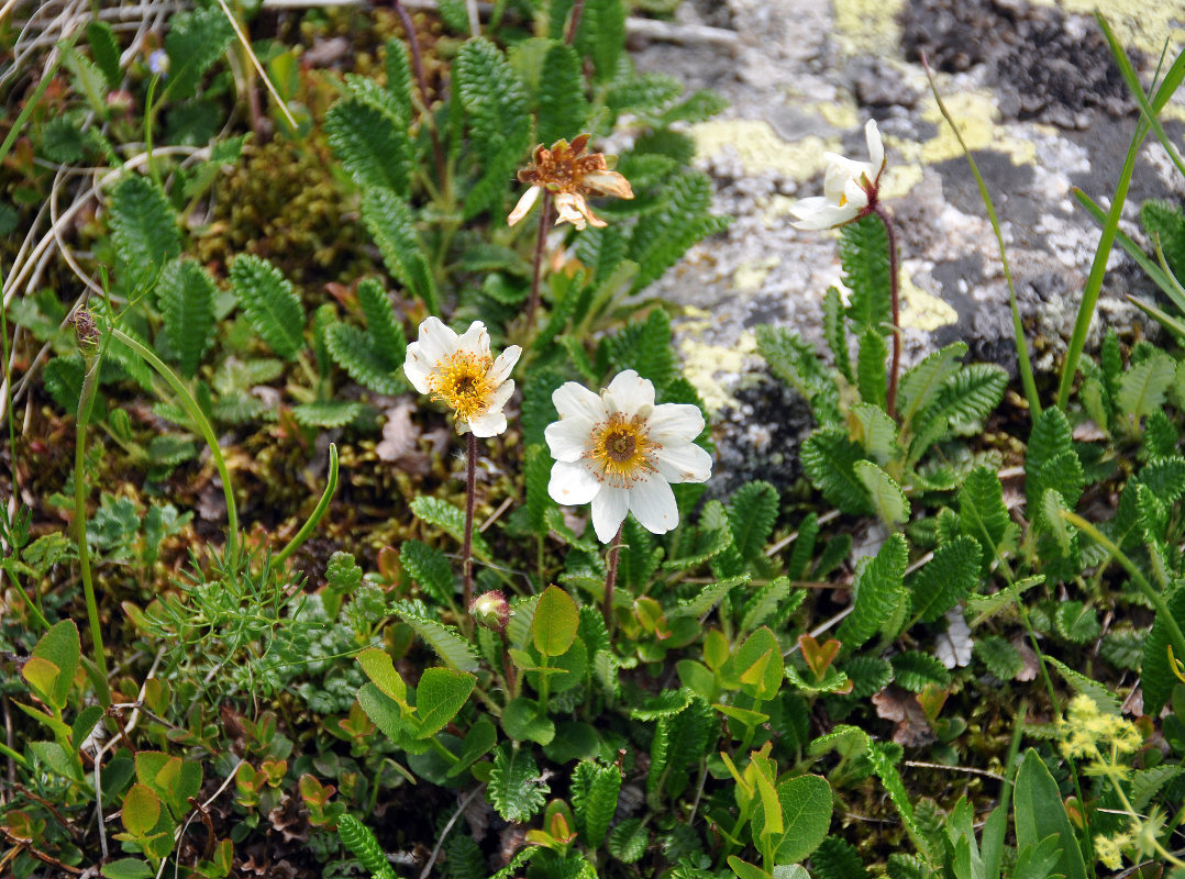 Изображение особи Dryas caucasica.