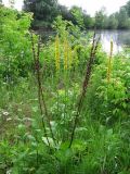 Verbascum nigrum. Цветущее растение на берегу. Республика Татарстан, г. Казань, окр. пос. Щербаковка, долина р. Казанка, пойменный луг между руслом реки и старицей (озеро Голубое). 21.06.2015.