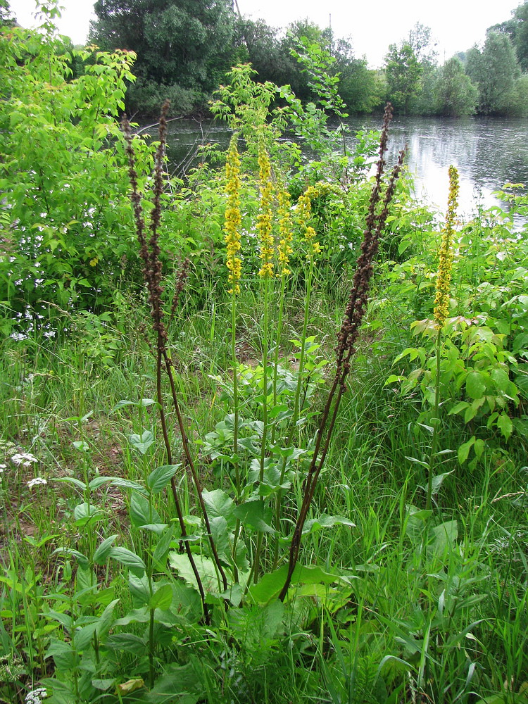 Изображение особи Verbascum nigrum.