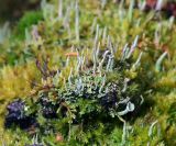 Cladonia coniocraea. Первичные (листоватые талломы) и вторичные (подеции) талломы с апотециями. Московская обл., Раменский р-н, окр. ж.-д. платформы Хрипань, смешанный лес у ЛЭП. 29.09.2015.