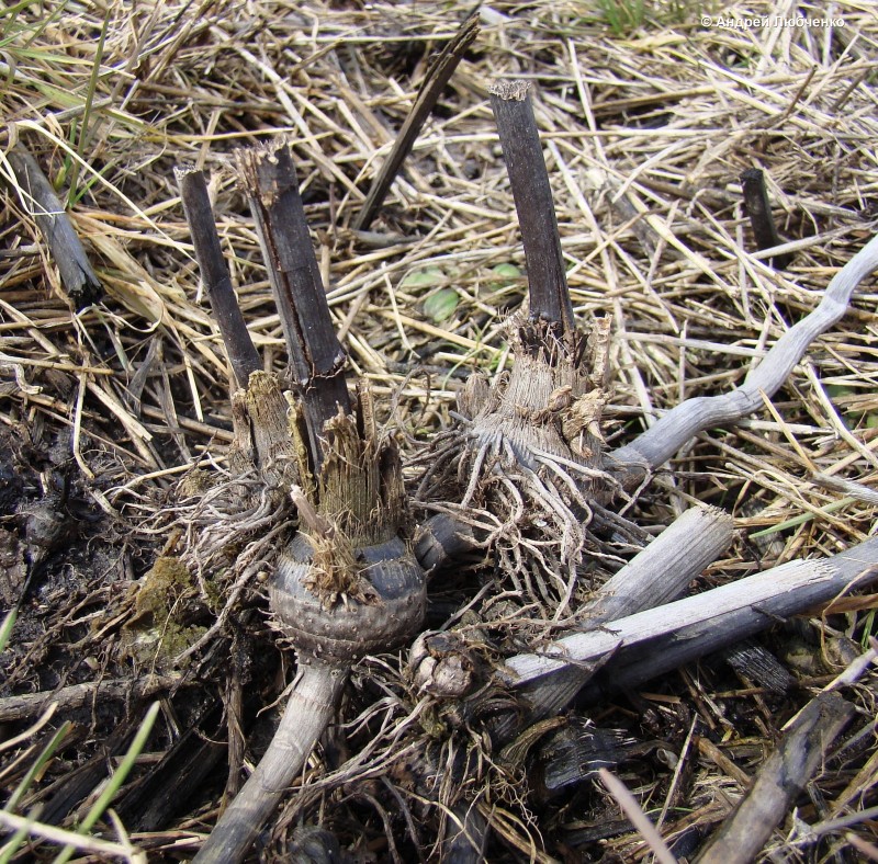 Изображение особи Bolboschoenus maritimus var. compactus.