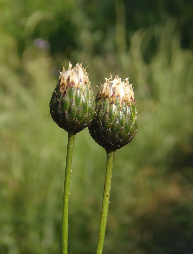 Image of Klasea radiata specimen.