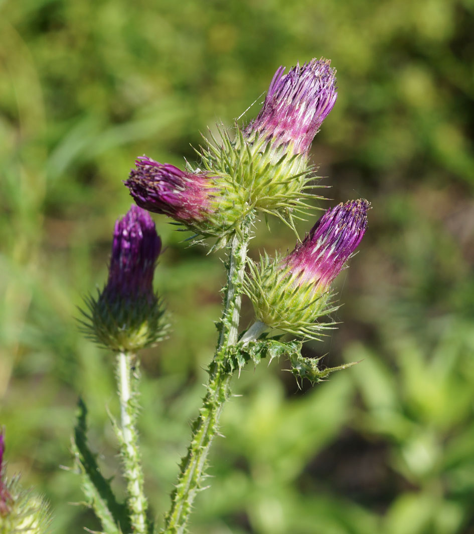 Изображение особи Carduus crispus.