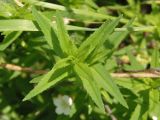 Gratiola officinalis. Верхушка вегетирующего побега. Украина, г. Запорожье, возле Детской железной дороги. 04.06.2016.