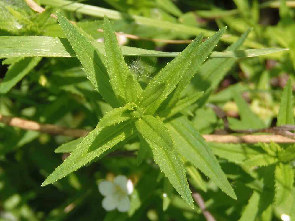 Изображение особи Gratiola officinalis.