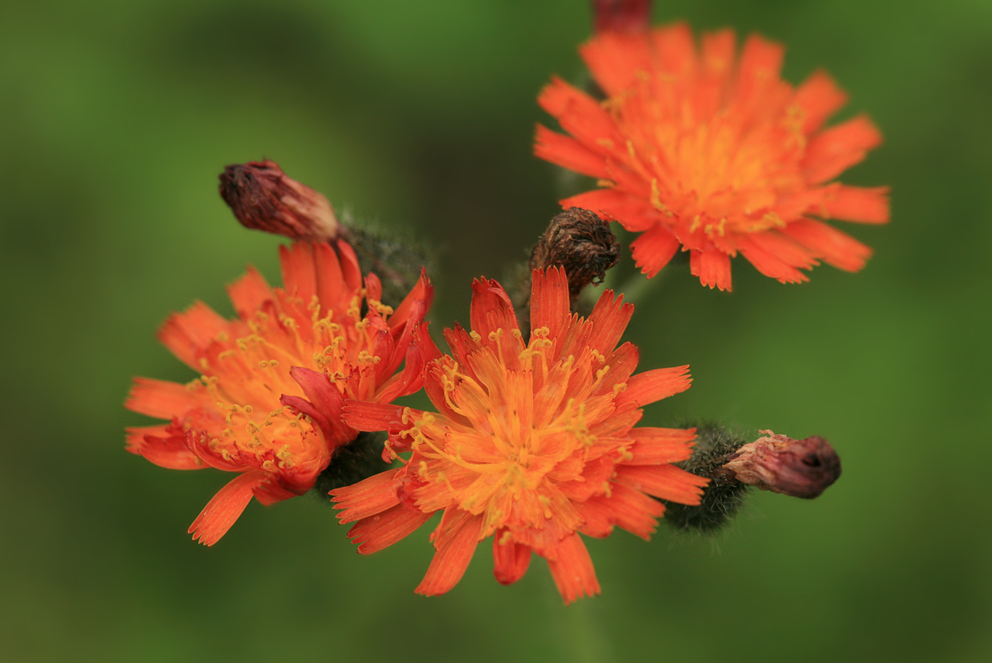 Image of Pilosella aurantiaca specimen.