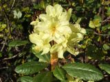 Rhododendron aureum. Верхушка цветущего растения. Магаданская обл., окр. г. Магадан, п-ов Старицкого, сопка Марчеканка, на склоне. 25.06.2015.