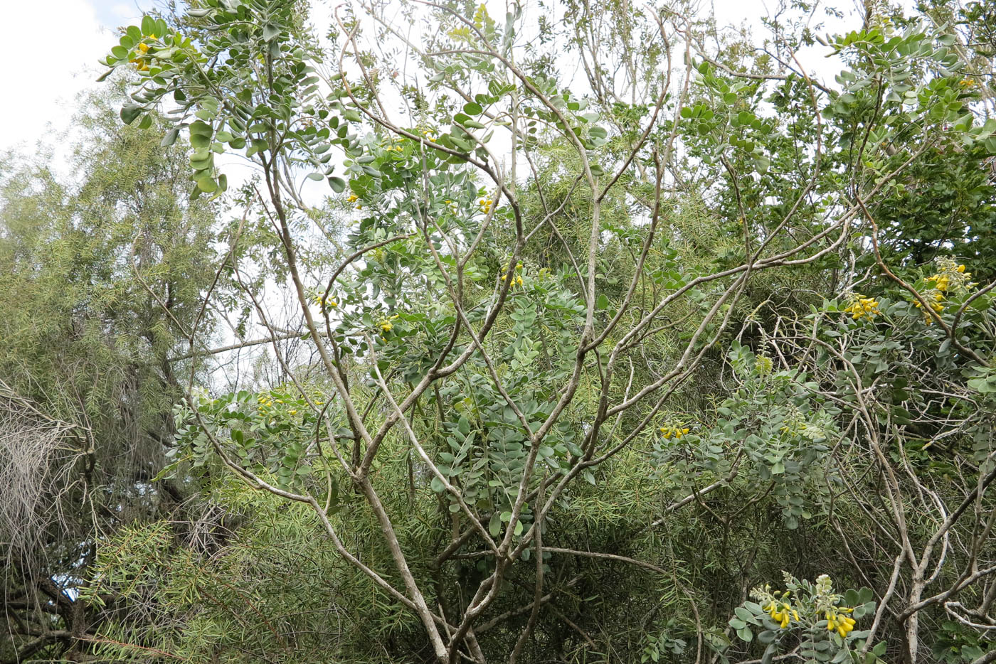 Изображение особи Sophora tomentosa.