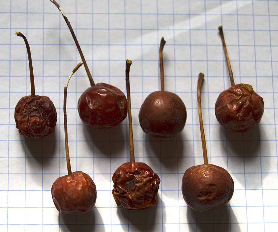 Изображение особи Malus baccata.