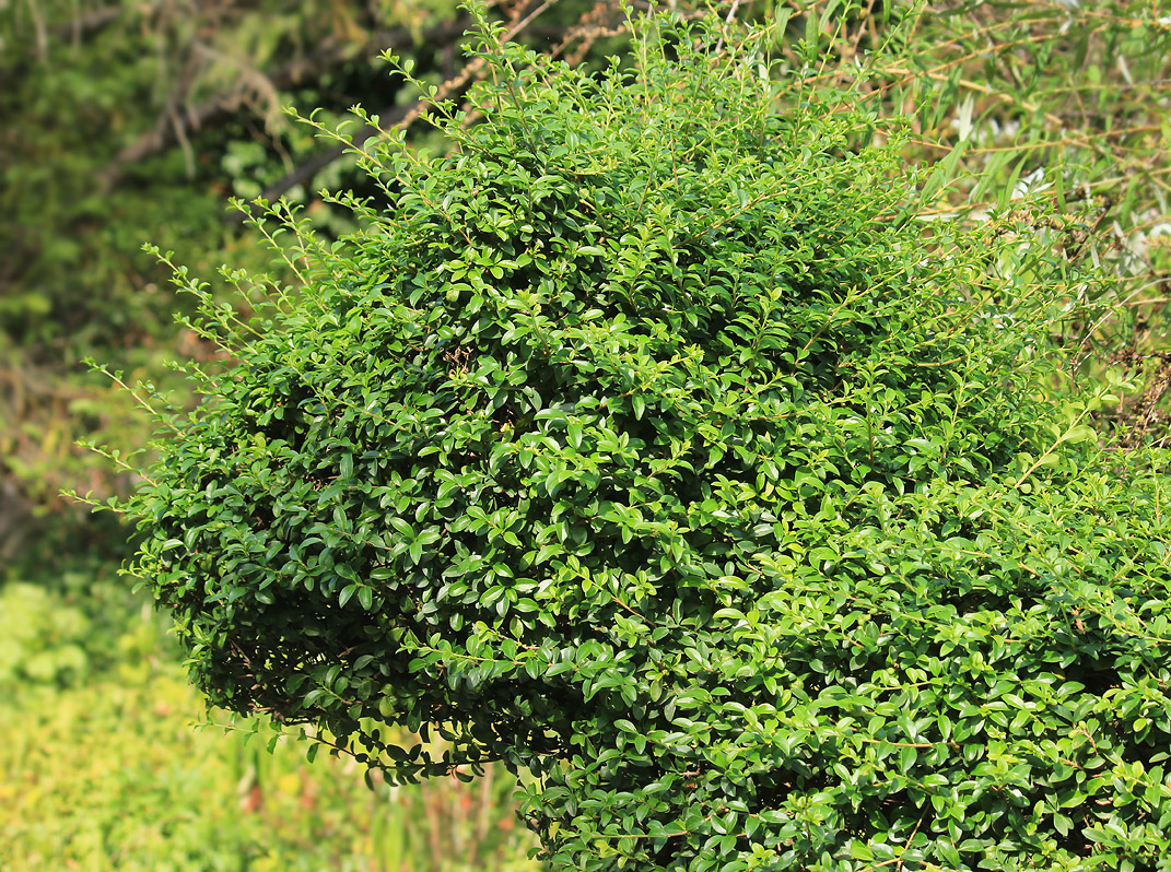 Image of Ligustrum delavayanum specimen.