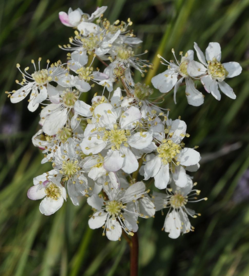 Изображение особи Filipendula vulgaris.