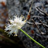 Allium kirilovii