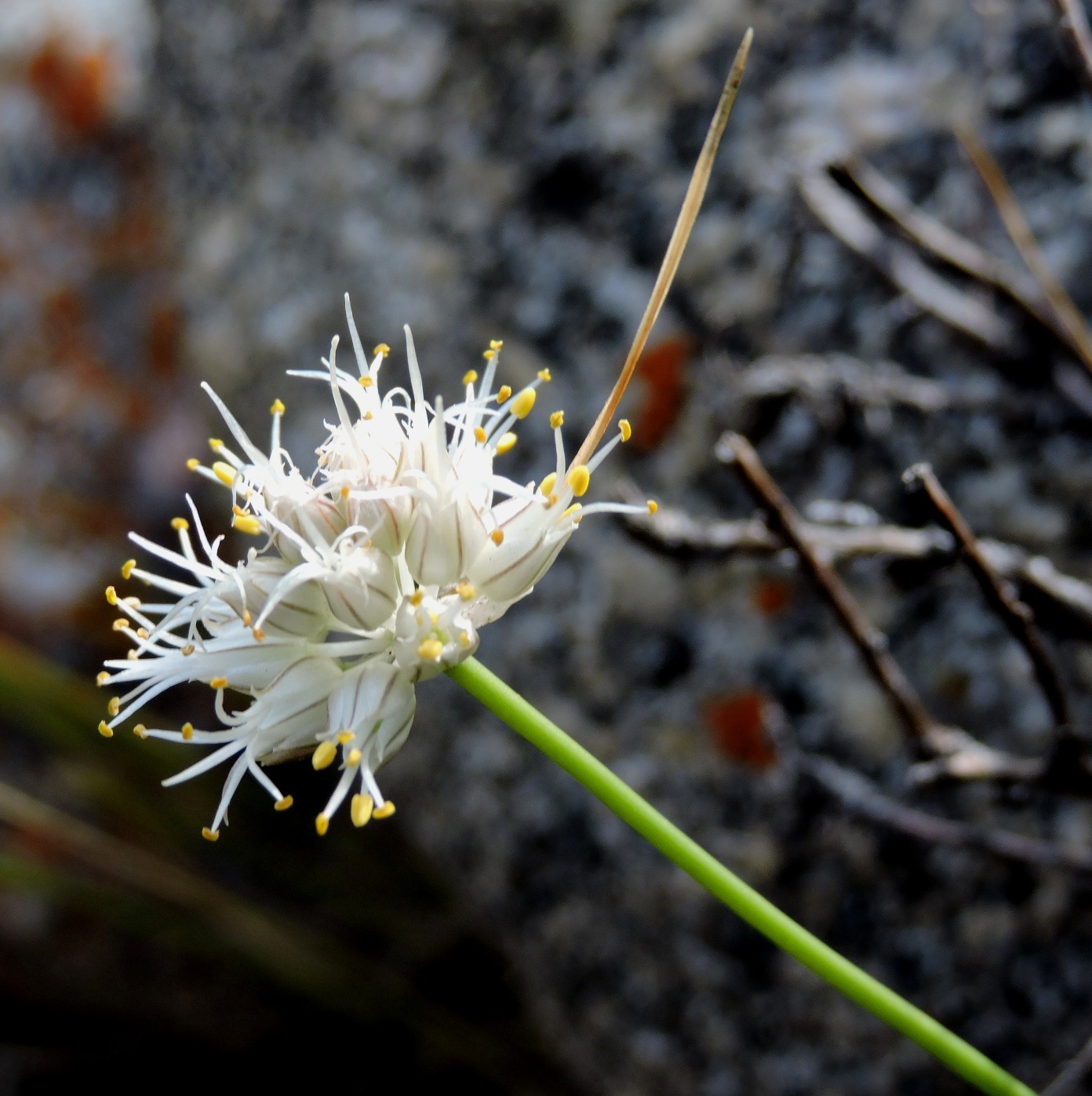 Image of Allium kirilovii specimen.