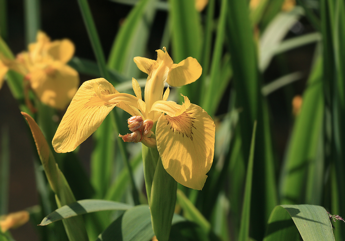 Изображение особи Iris pseudacorus.