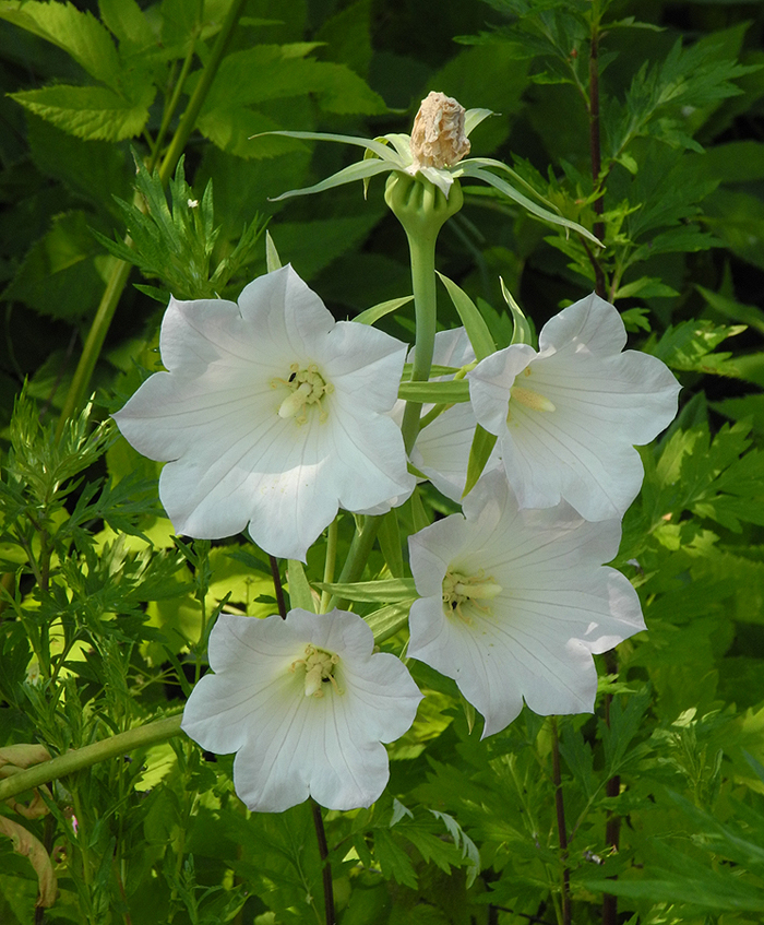 Image of Ostrowskia magnifica specimen.